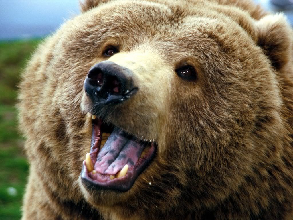 animal_0075.jpg
