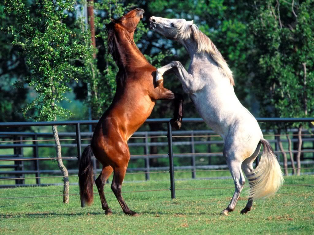 animal_0078.jpg