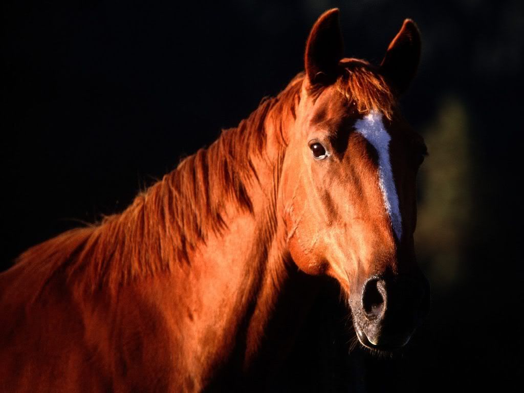 animal_0079.jpg