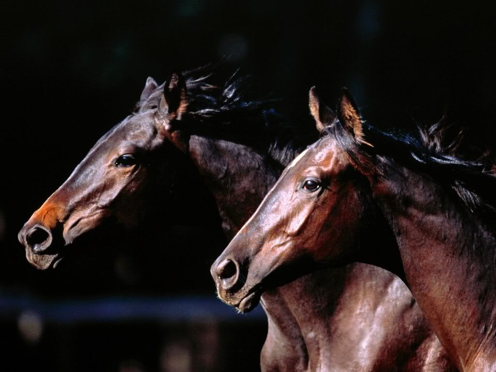 animal_0081.jpg
