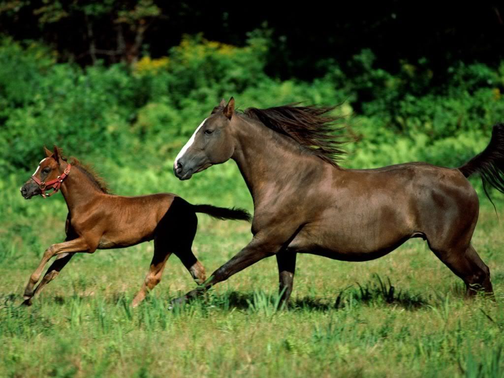 animal_0082.jpg