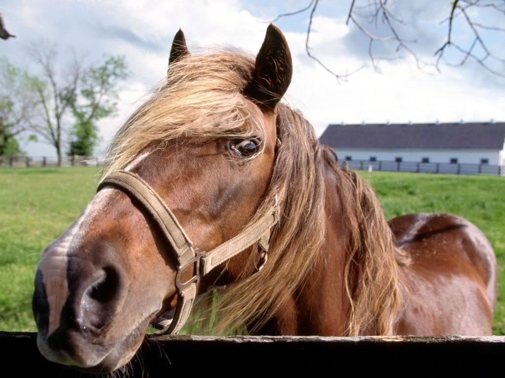 animal_0083.jpg