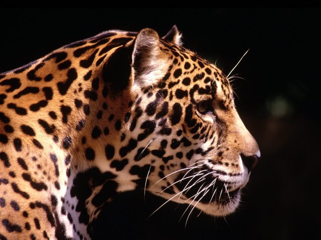 animal_0085.jpg