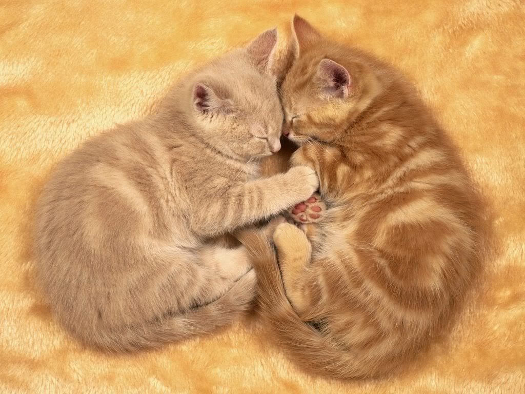 animal_0086.jpg