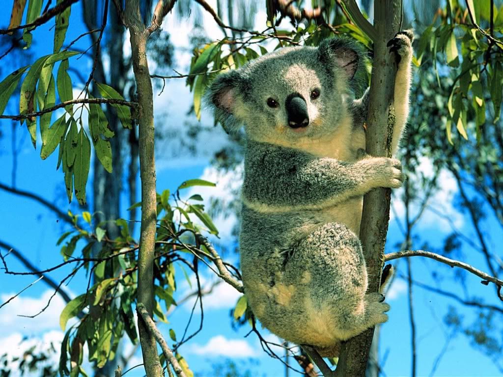animal_0087.jpg