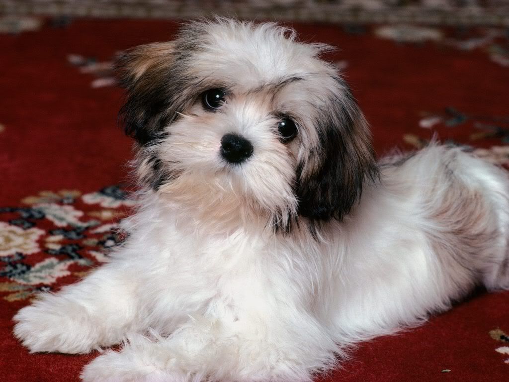 animal_0088.jpg