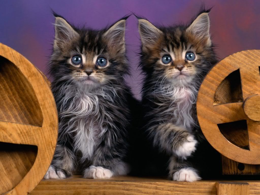 animal_0090.jpg