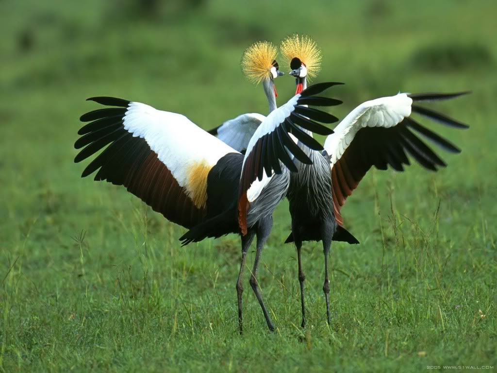 animal_0091.jpg