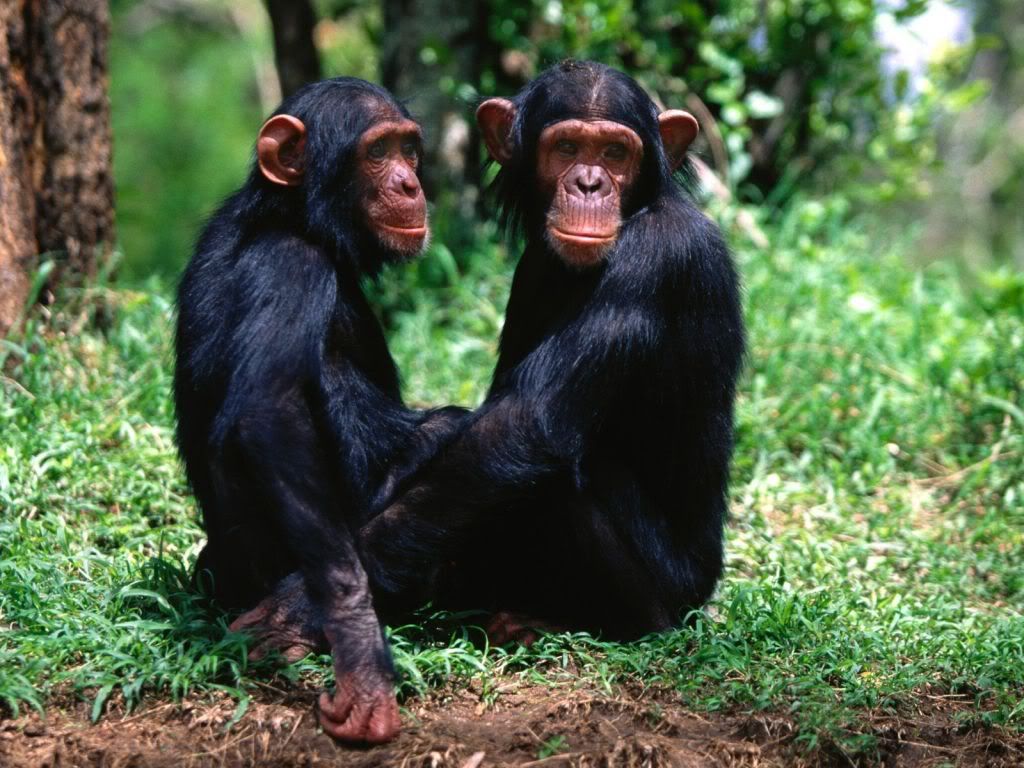 animal_0092.jpg
