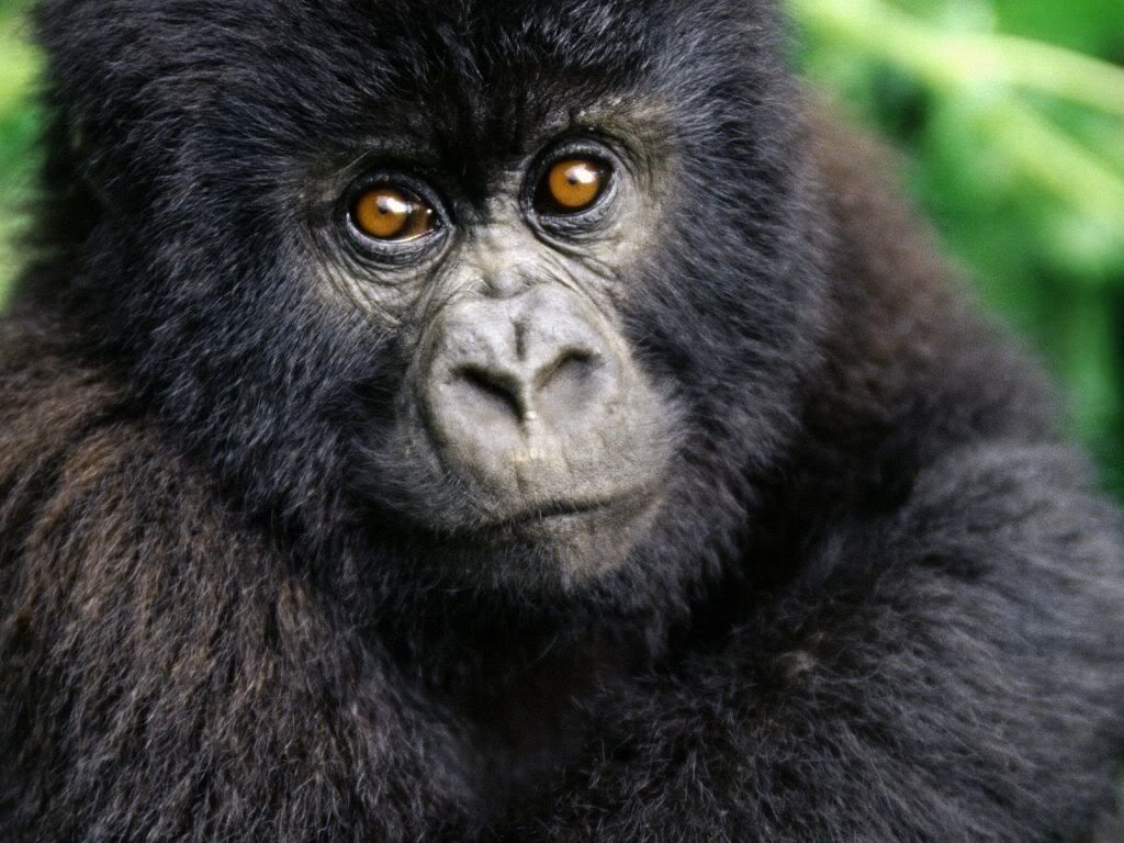 animal_0093.jpg