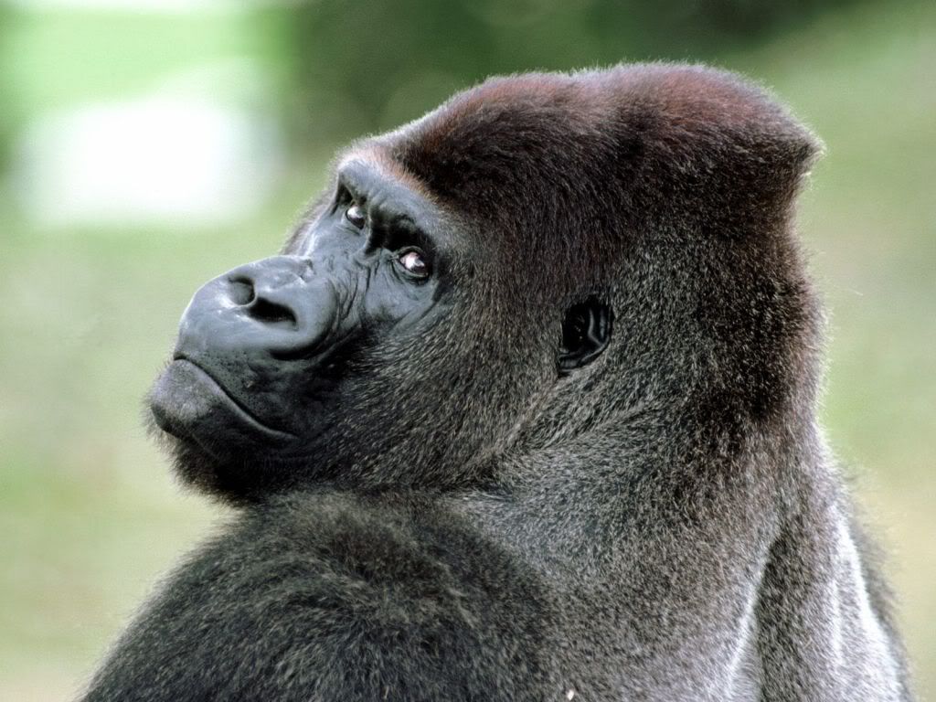 animal_0094.jpg