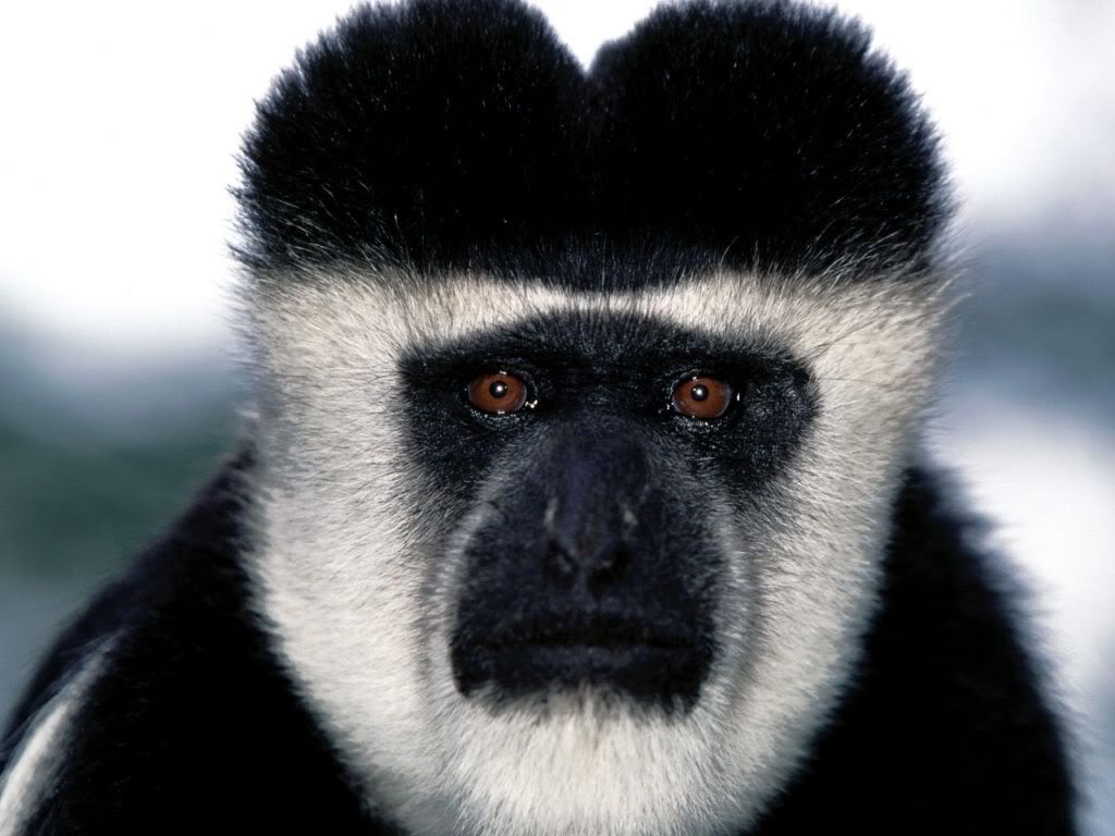 animal_0096.jpg