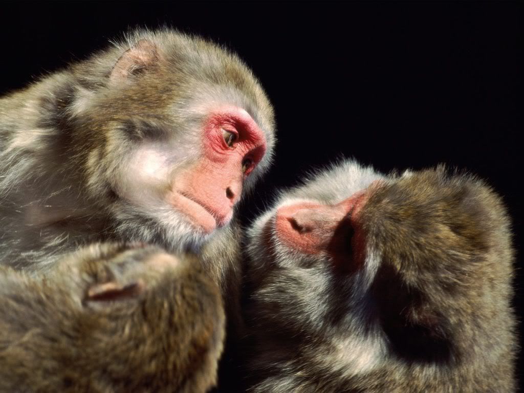 animal_0098.jpg