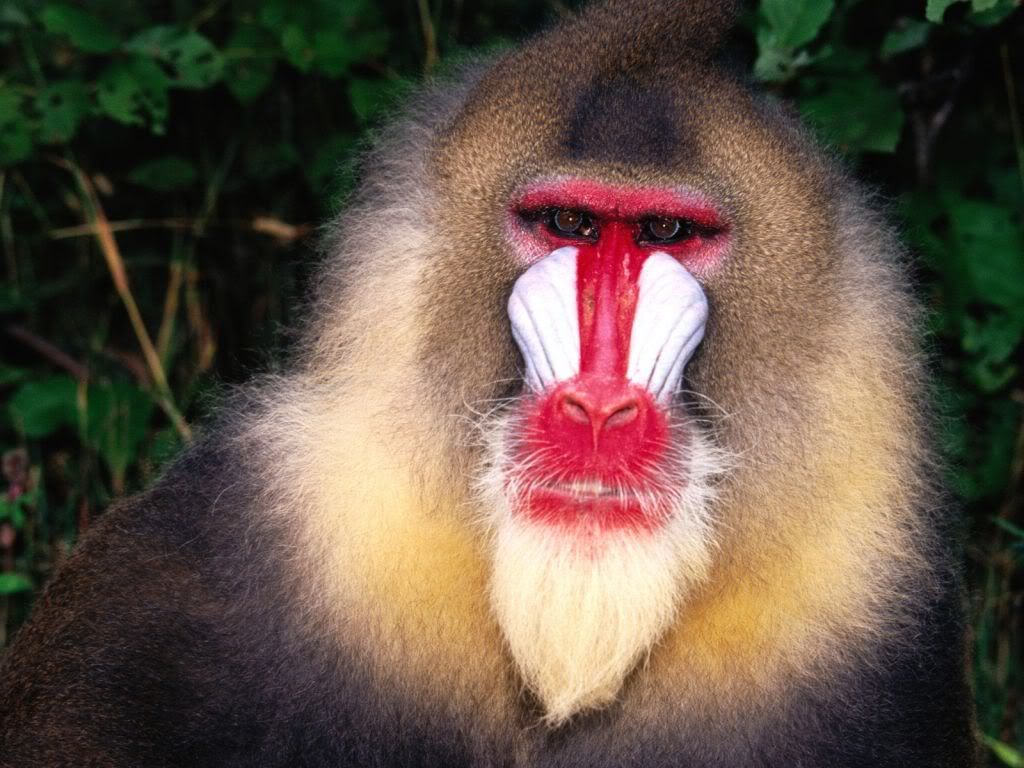 animal_0099.jpg