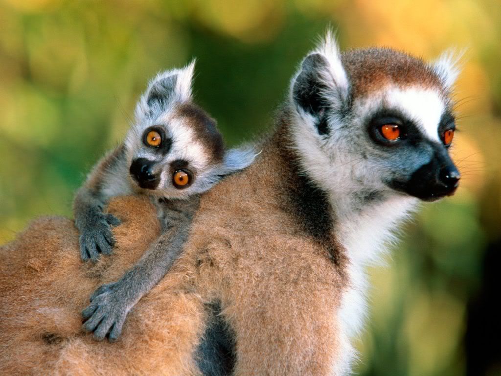 animal_0100.jpg