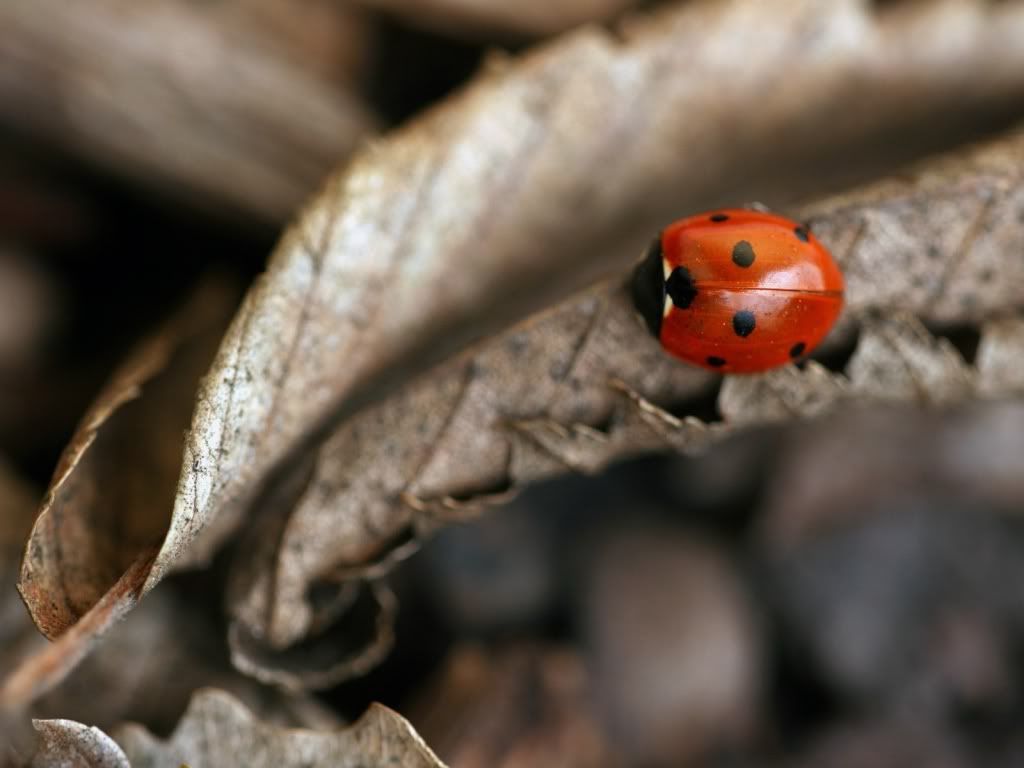 animal_0101.jpg