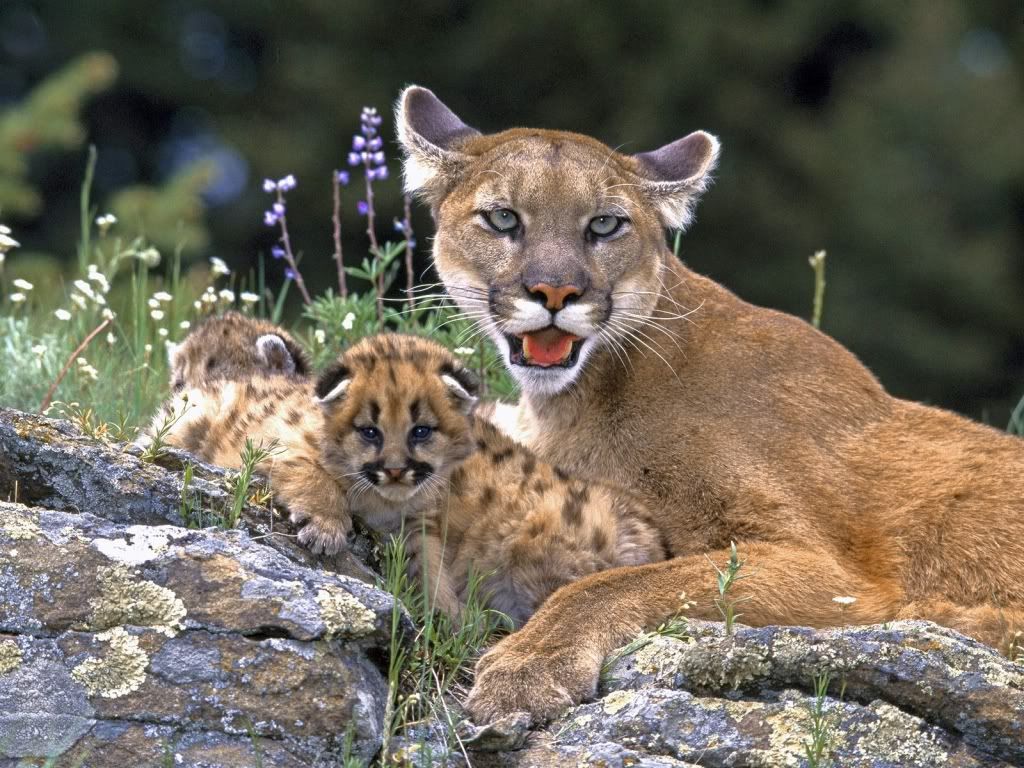 animal_0102.jpg