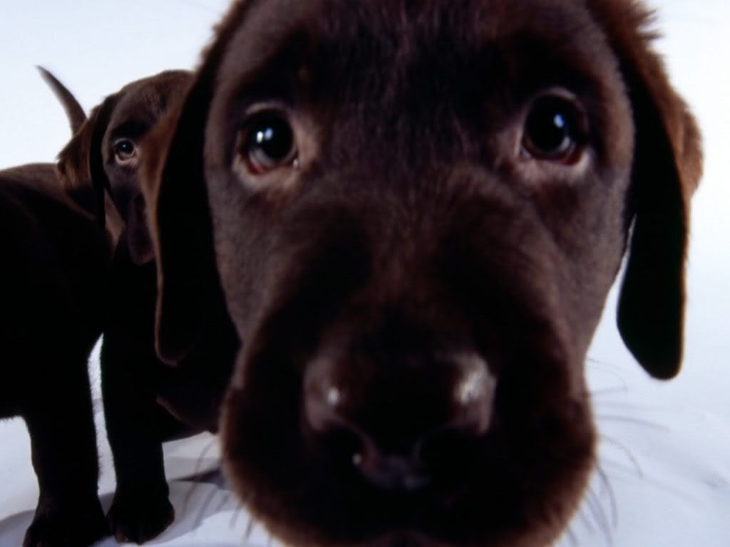animal_0103.jpg