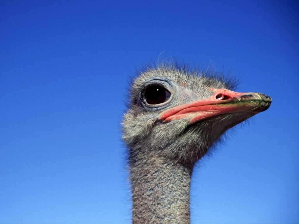 animal_0104.jpg