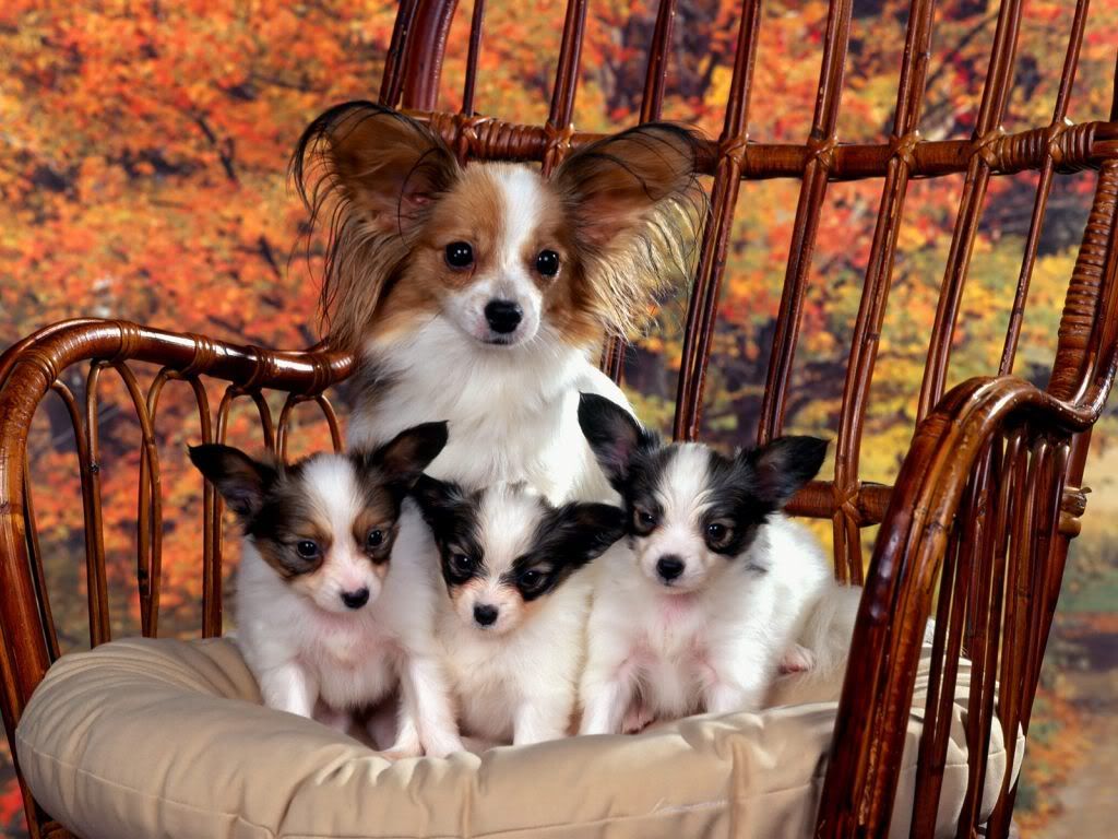 animal_0105.jpg