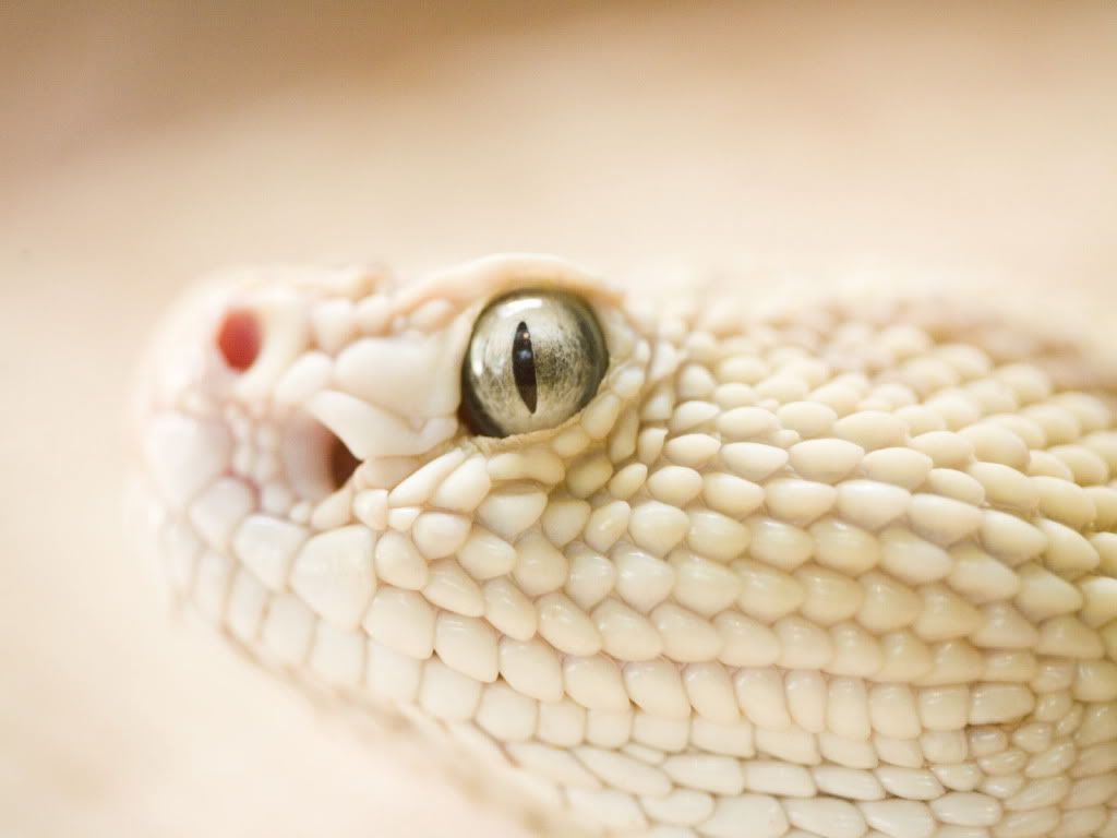 animal_0106.jpg