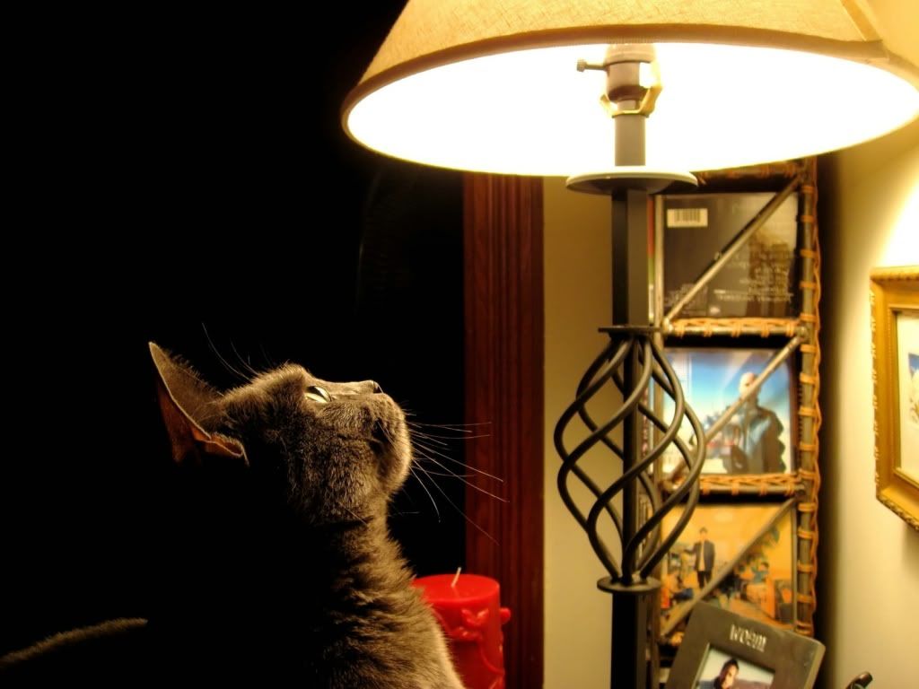 animal_0109.jpg