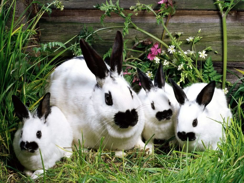animal_0110.jpg