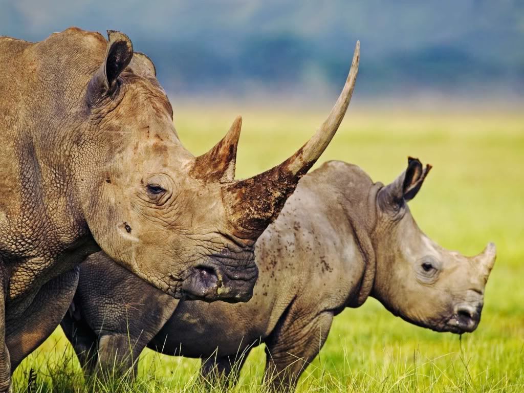 animal_0112.jpg