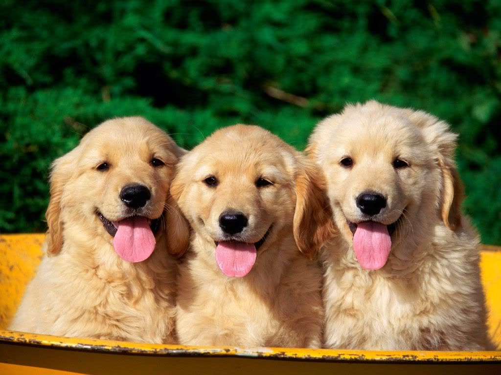 animal_0113.jpg