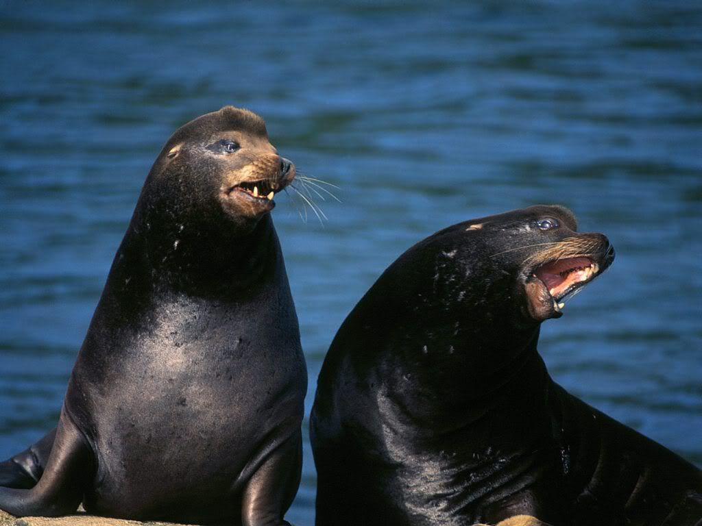 animal_0114.jpg