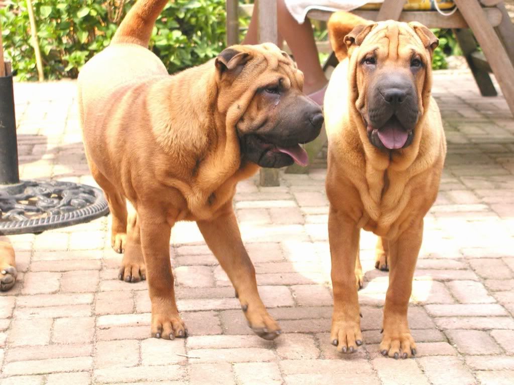 animal_0115.jpg
