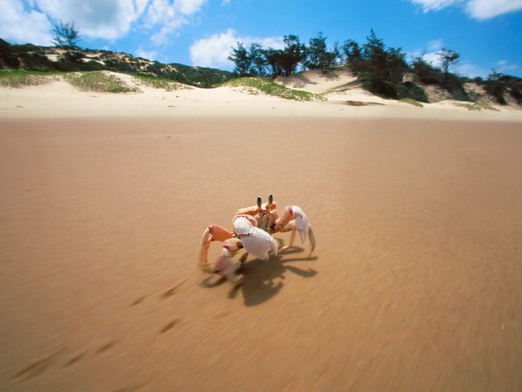 animal_0116.jpg