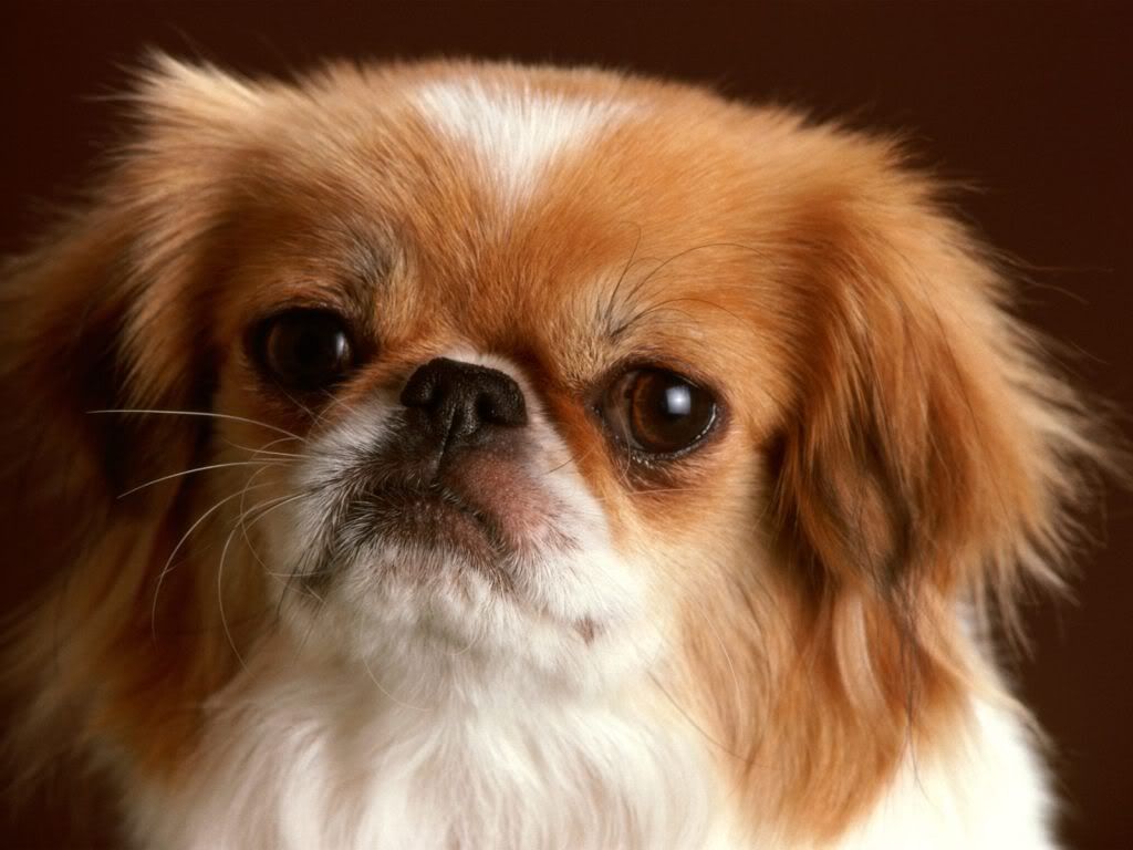 animal_0118.jpg