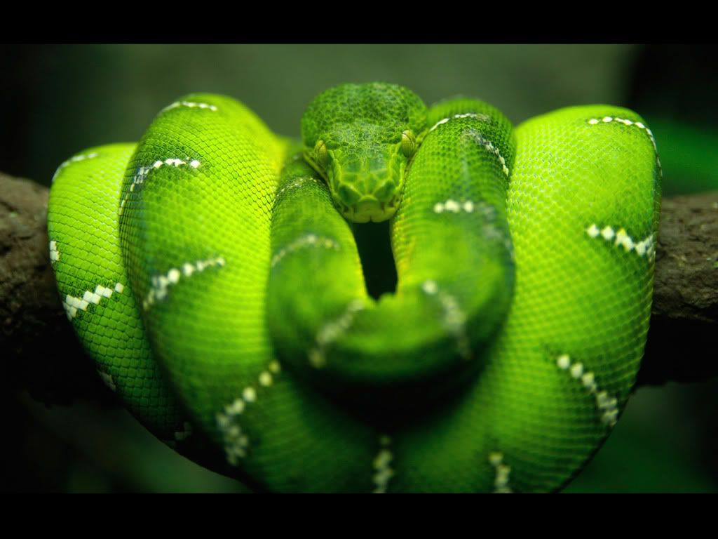 animal_0119.jpg
