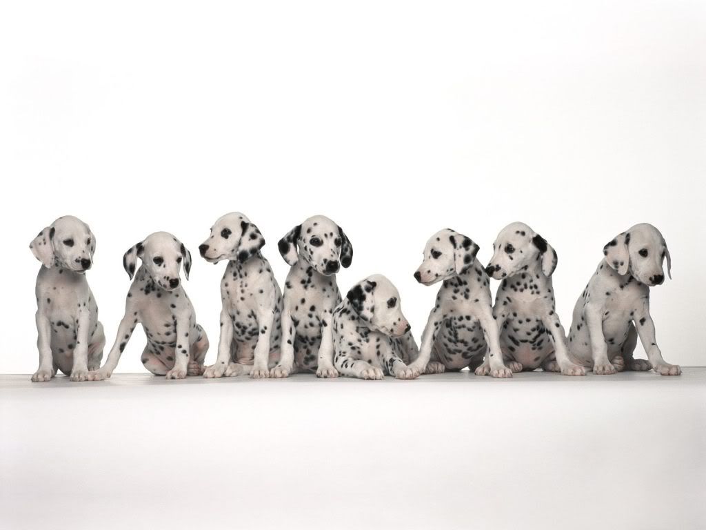 animal_0120.jpg