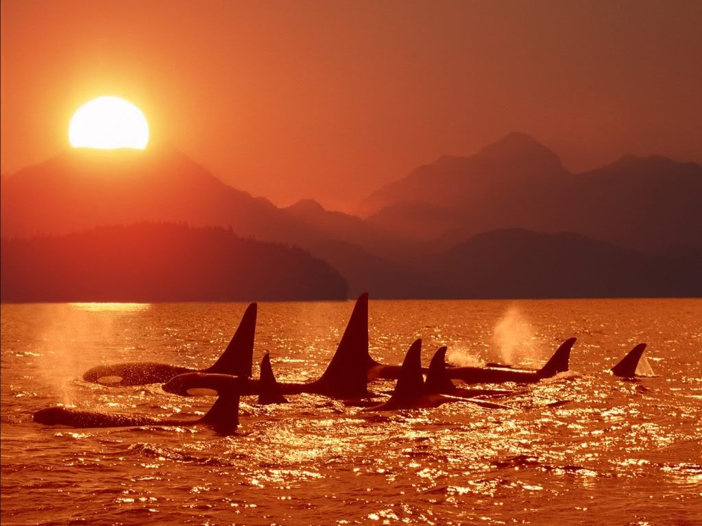 animal_0123.jpg