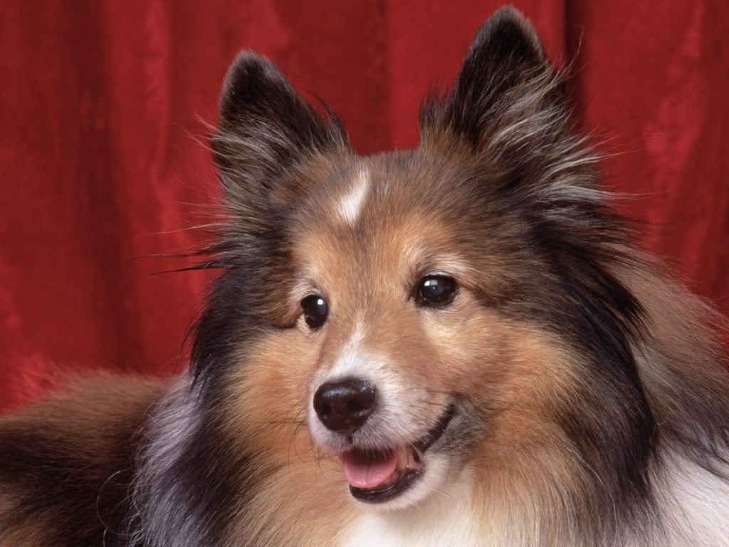 animal_0124.jpg