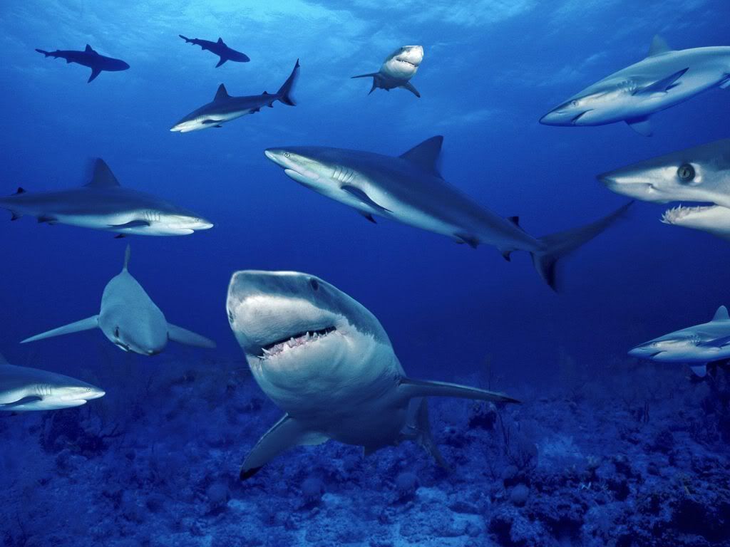 animal_0125.jpg