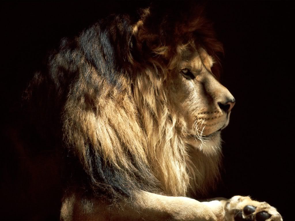 animal_0126.jpg