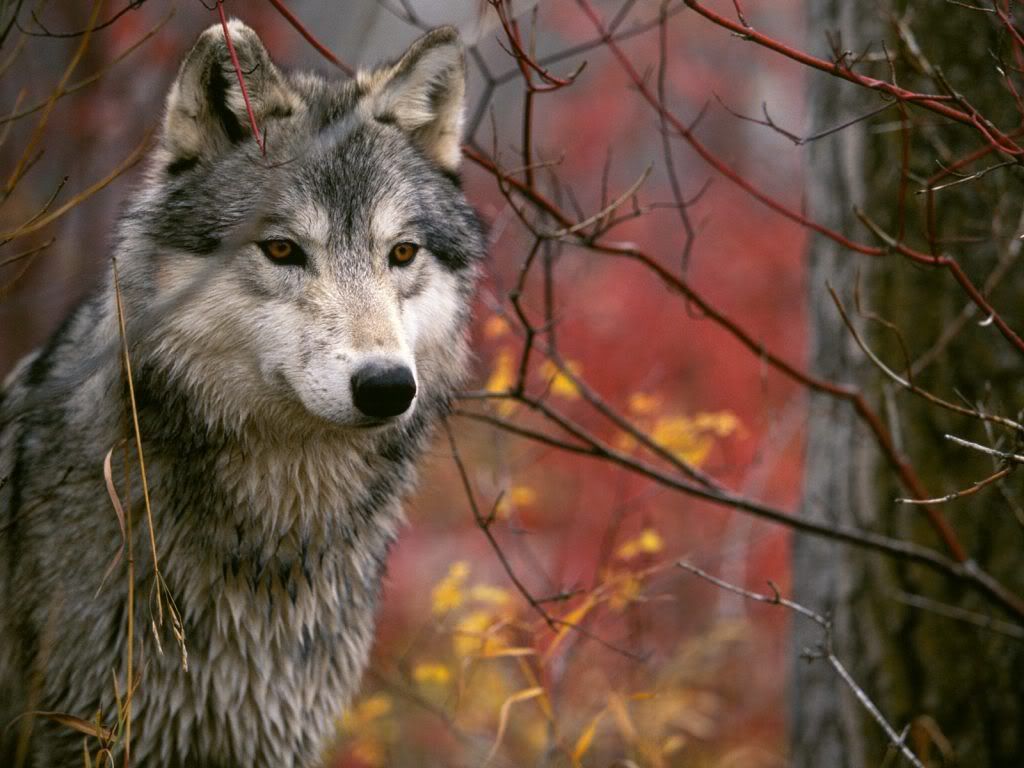 animal_0127.jpg