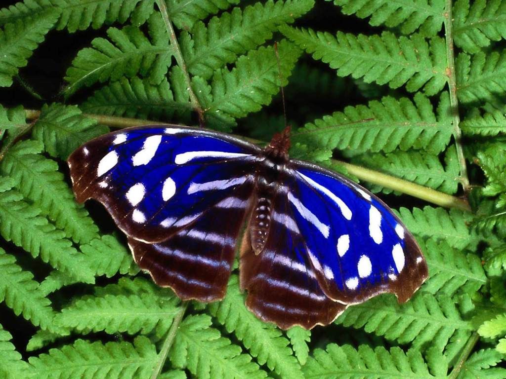 animal_0128.jpg