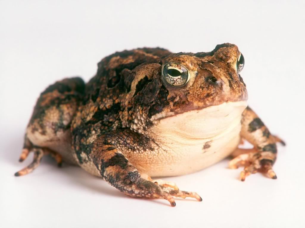 animal_0129.jpg