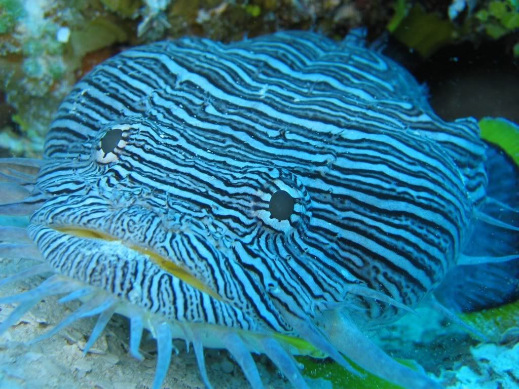 animal_0130.jpg