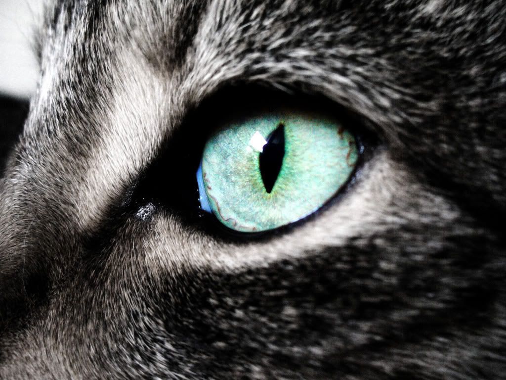 animal_0131.jpg