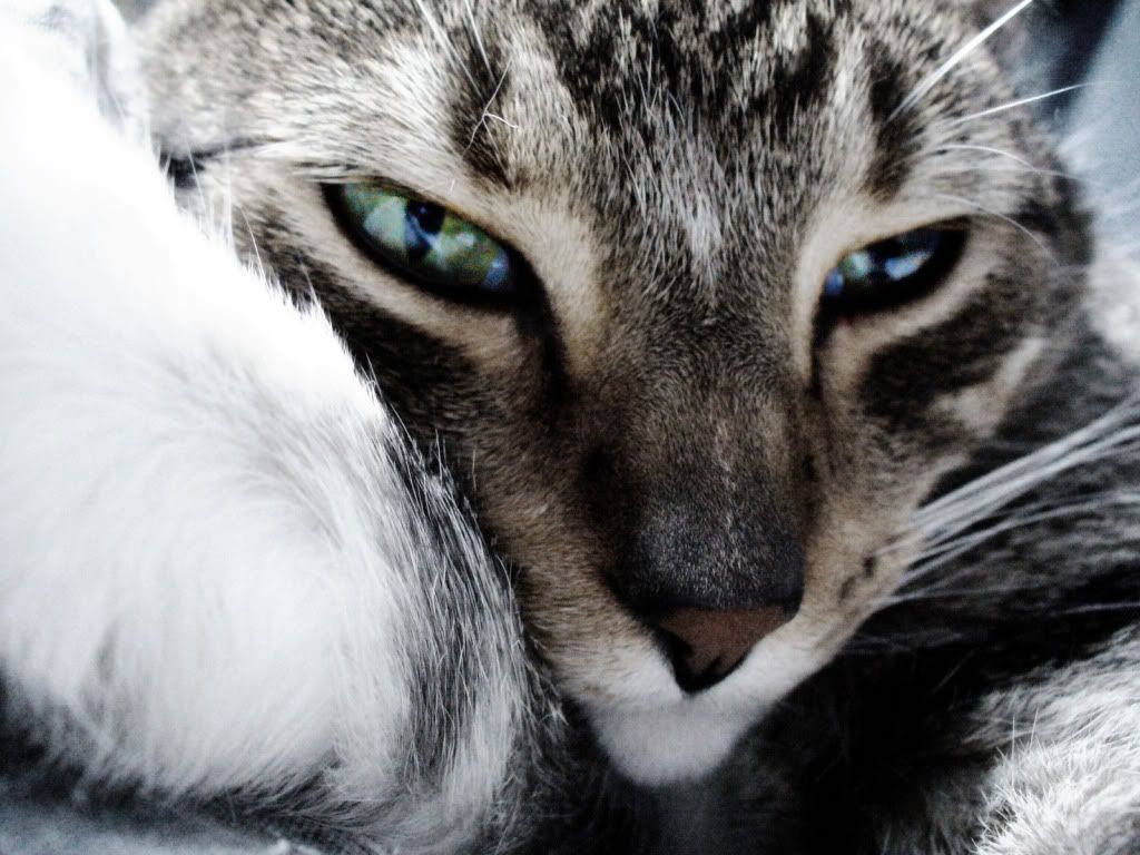 animal_0132.jpg