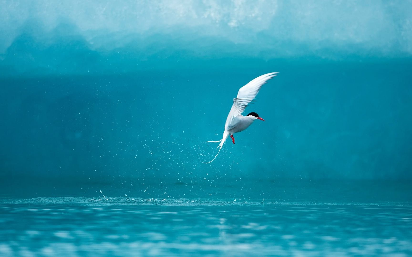 arctic_tern-1920x1200.jpg
