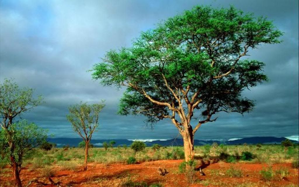 amazing_africa_landscape_1920x1200.jpg
