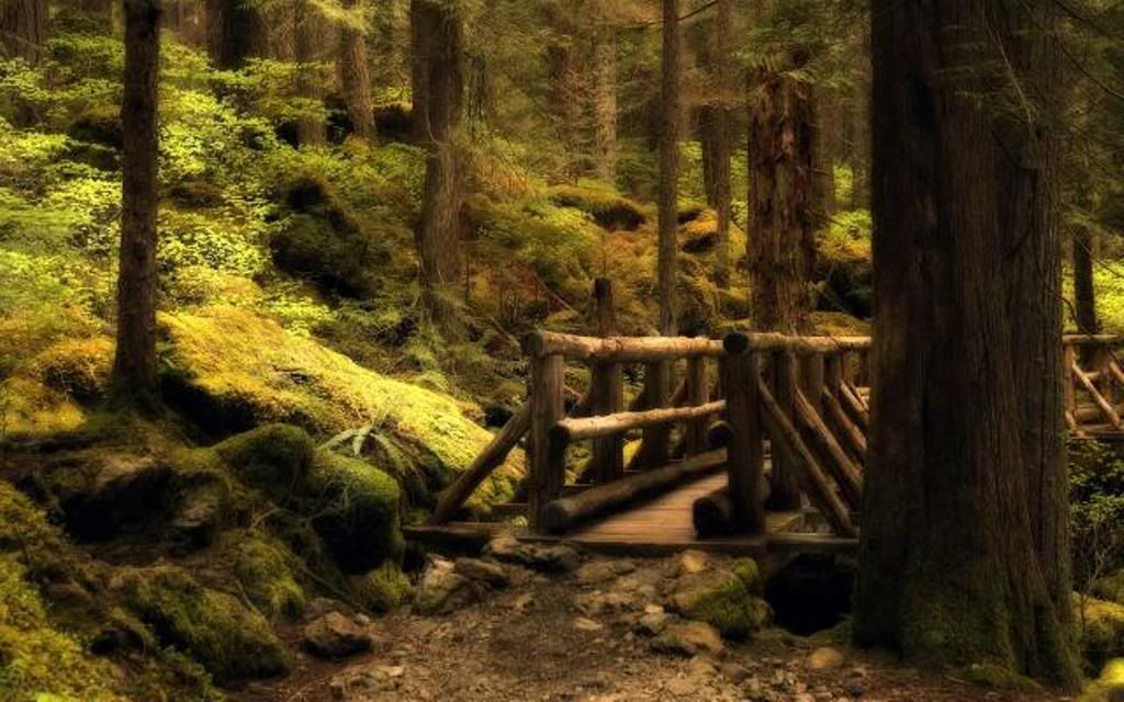 amazing_bridge_forest_1920x1200.jpg