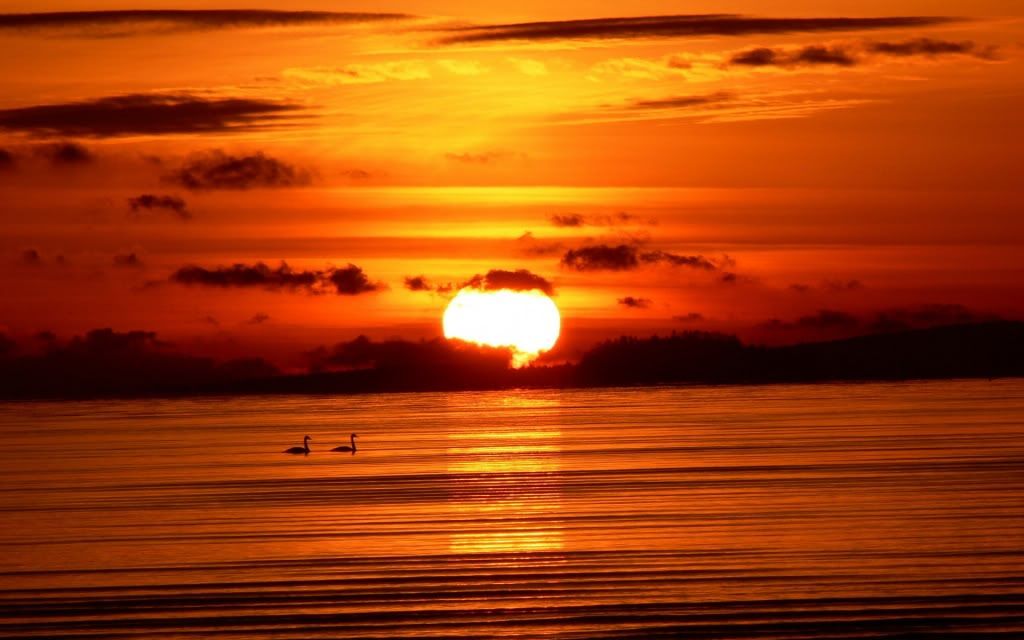 birds_on_sea_sunset_1920x1200.jpg
