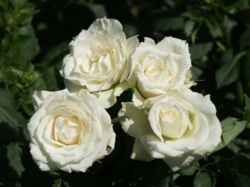 beautifulwhiterosesdsc0.jpg
